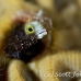 blenny_secretary_oc_jar_h_0535_cub2684.jpg